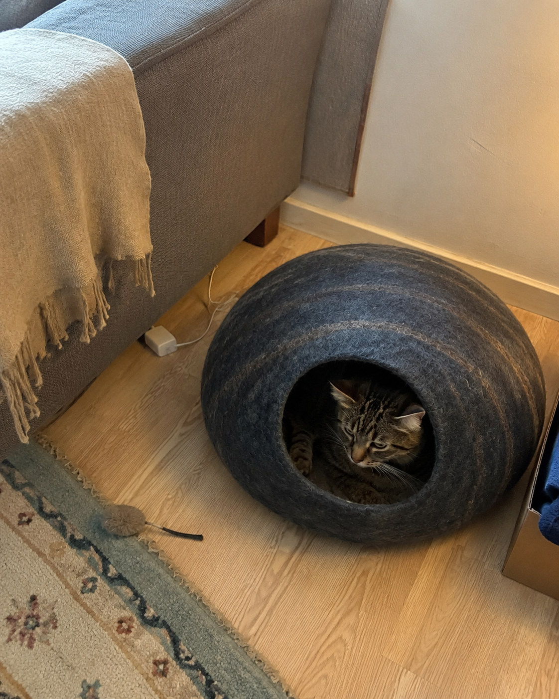 Customer cat photo